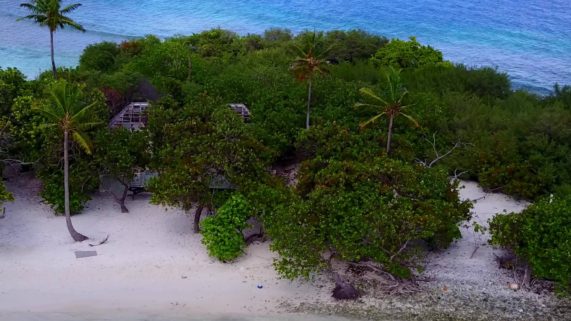 海滩上美丽的树木视频的预览图