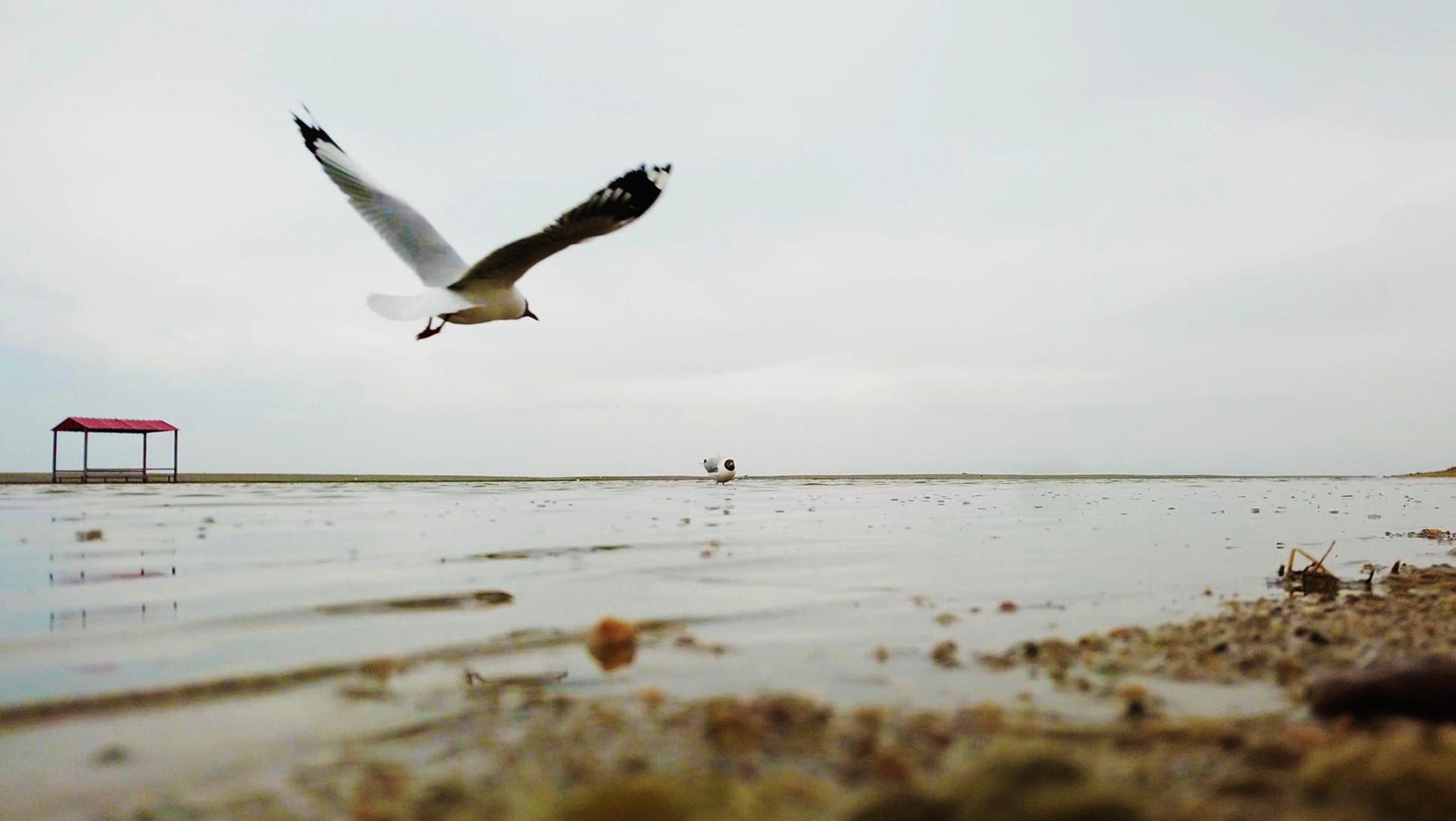 低角度拍摄湖边海鸥低飞视频的预览图