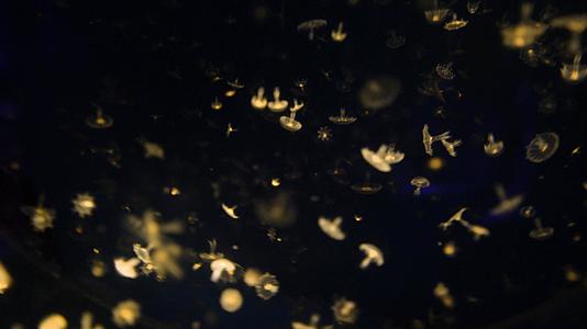 4k漂浮的水母视频的预览图