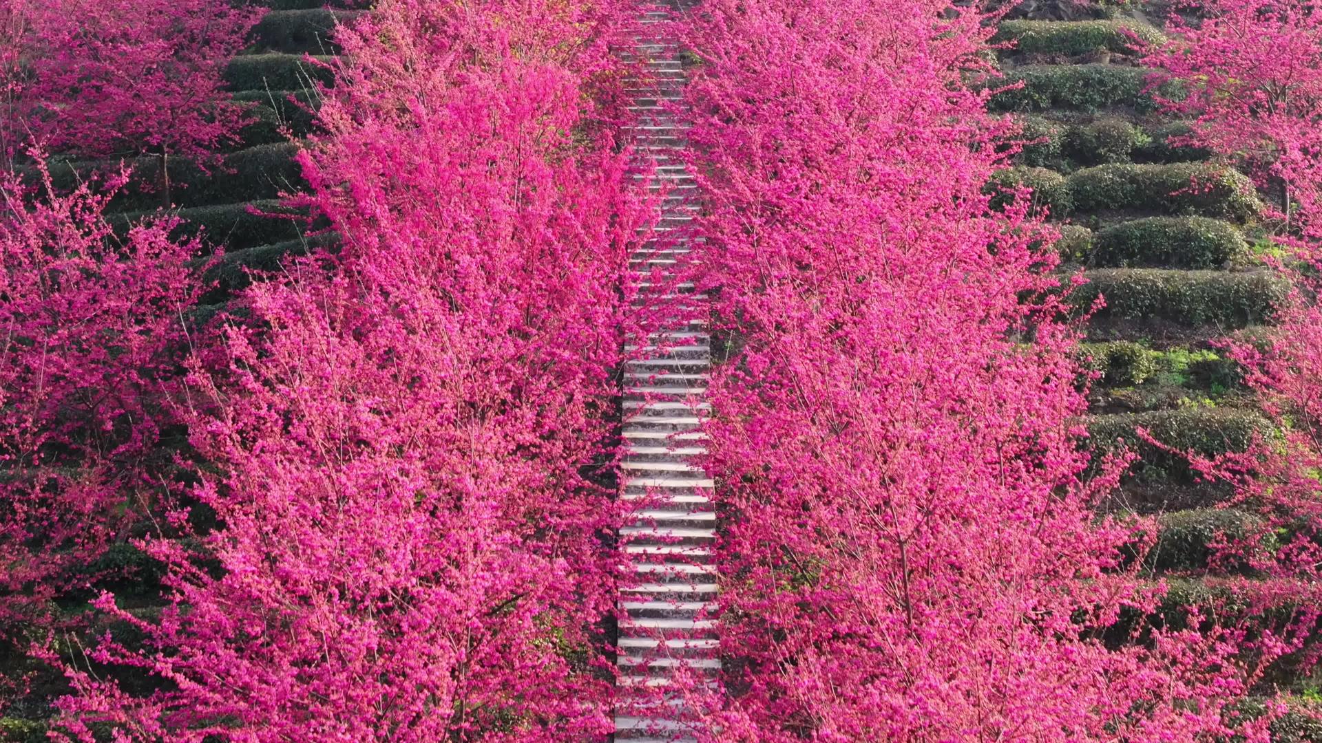 红樱花步道4k航拍风景视频的预览图