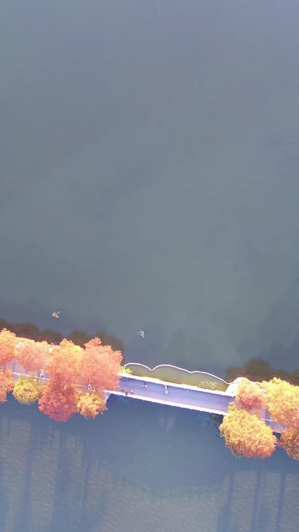 航拍城市自然风光秋天秋天公园绿道湖景素材视频的预览图
