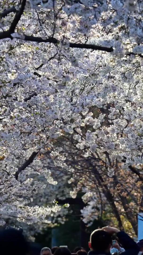 玉渊潭樱花节视频的预览图