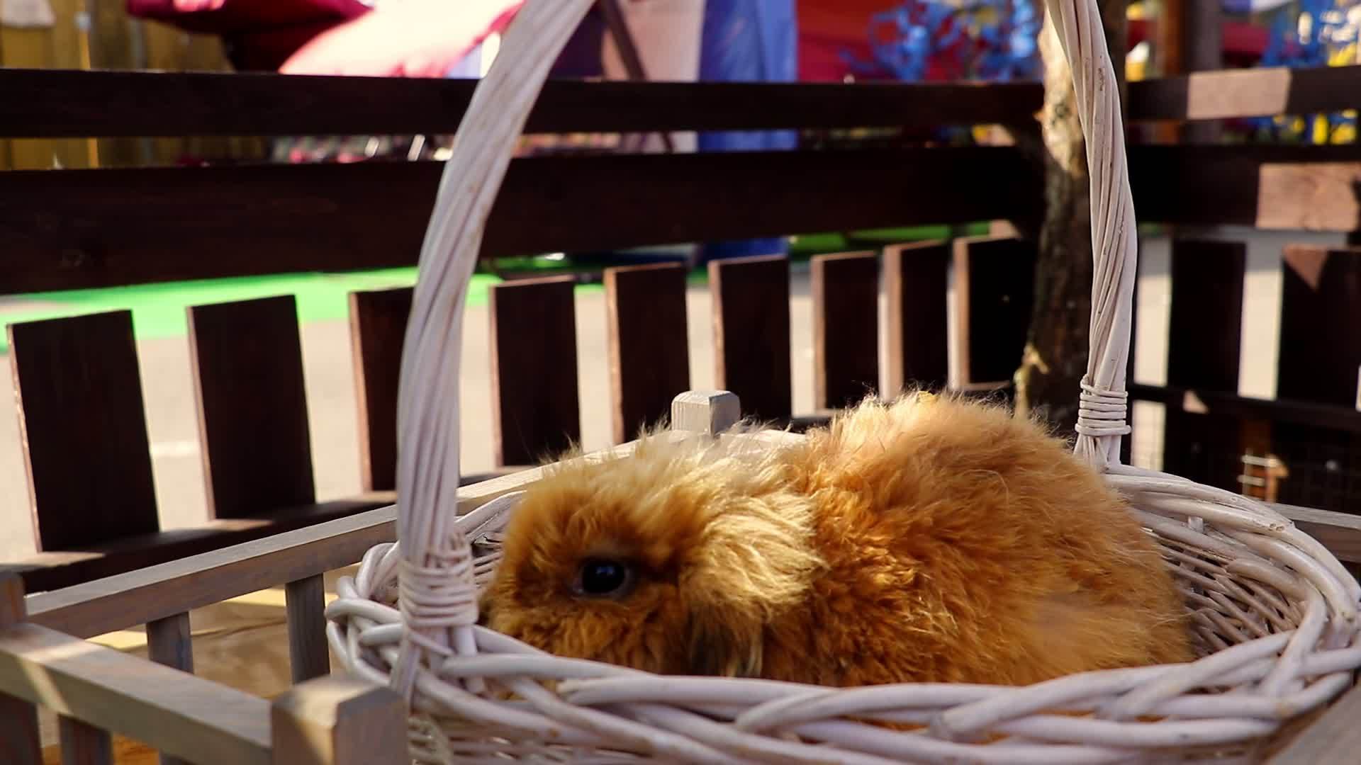 一只毛茸茸的兔子坐在篮子里吃胡萝卜视频的预览图