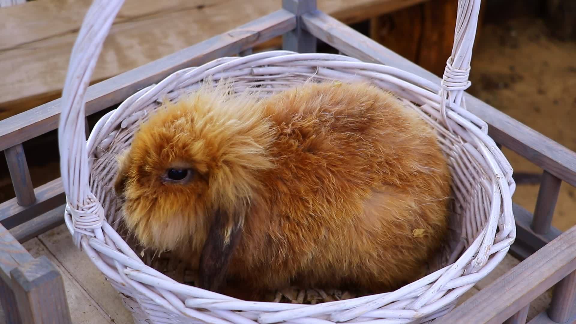 一只兔子坐在篮子里吃胡萝卜视频的预览图