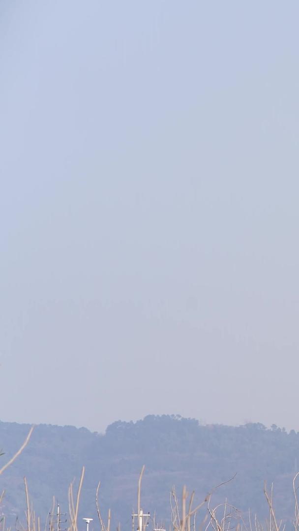 高清蓝天白云放风筝视频的预览图