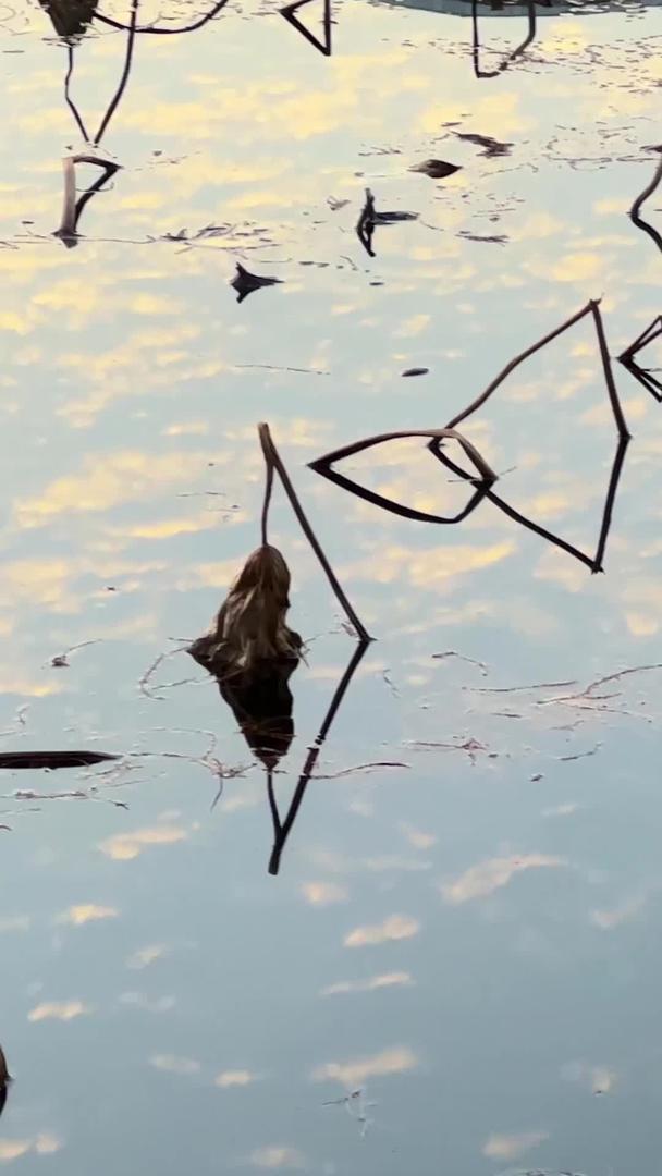 冬季荷花池塘里的鸭子素材视频的预览图