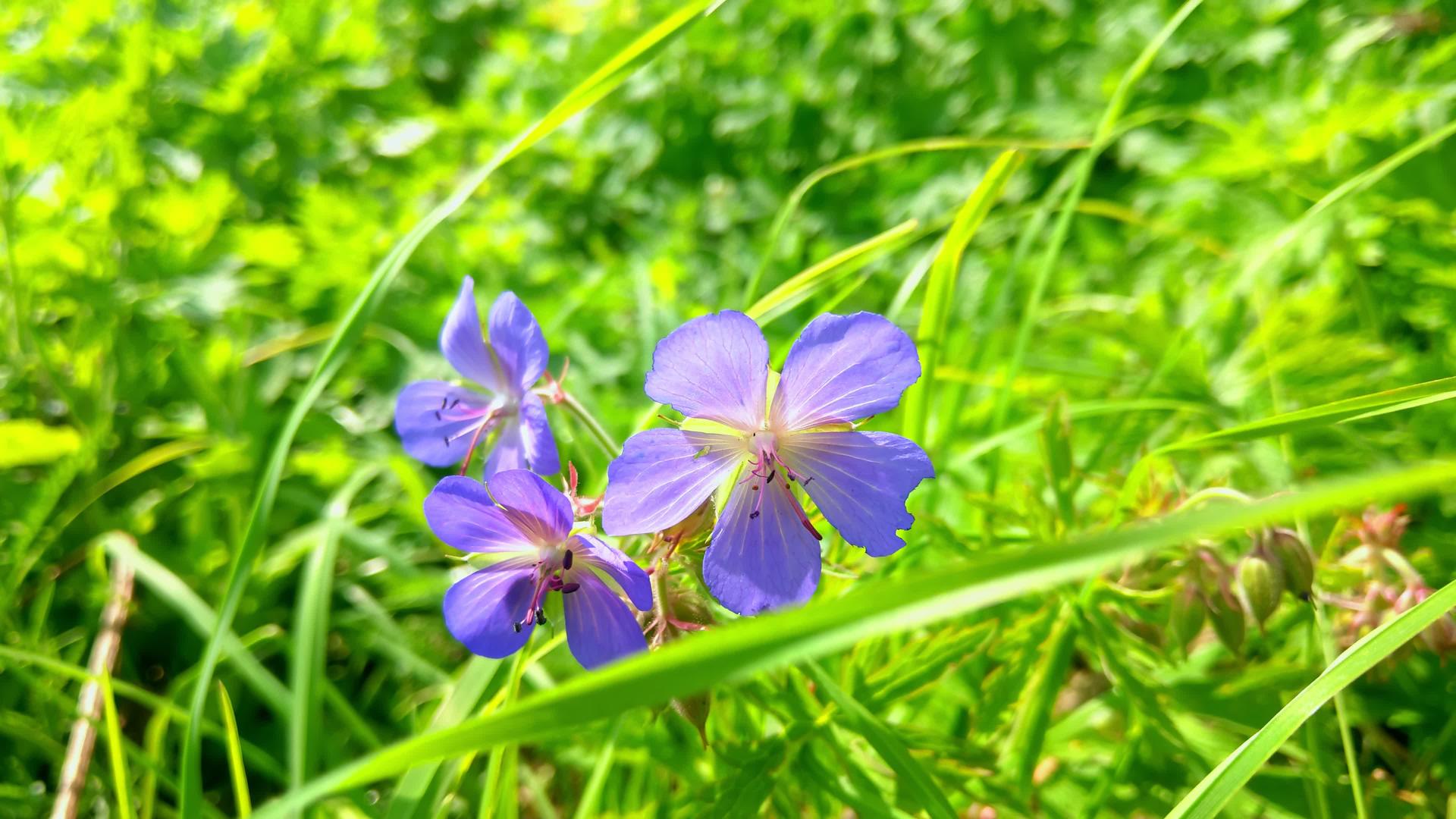 一朵明亮的蓝色野花在绿草中摇曳视频的预览图