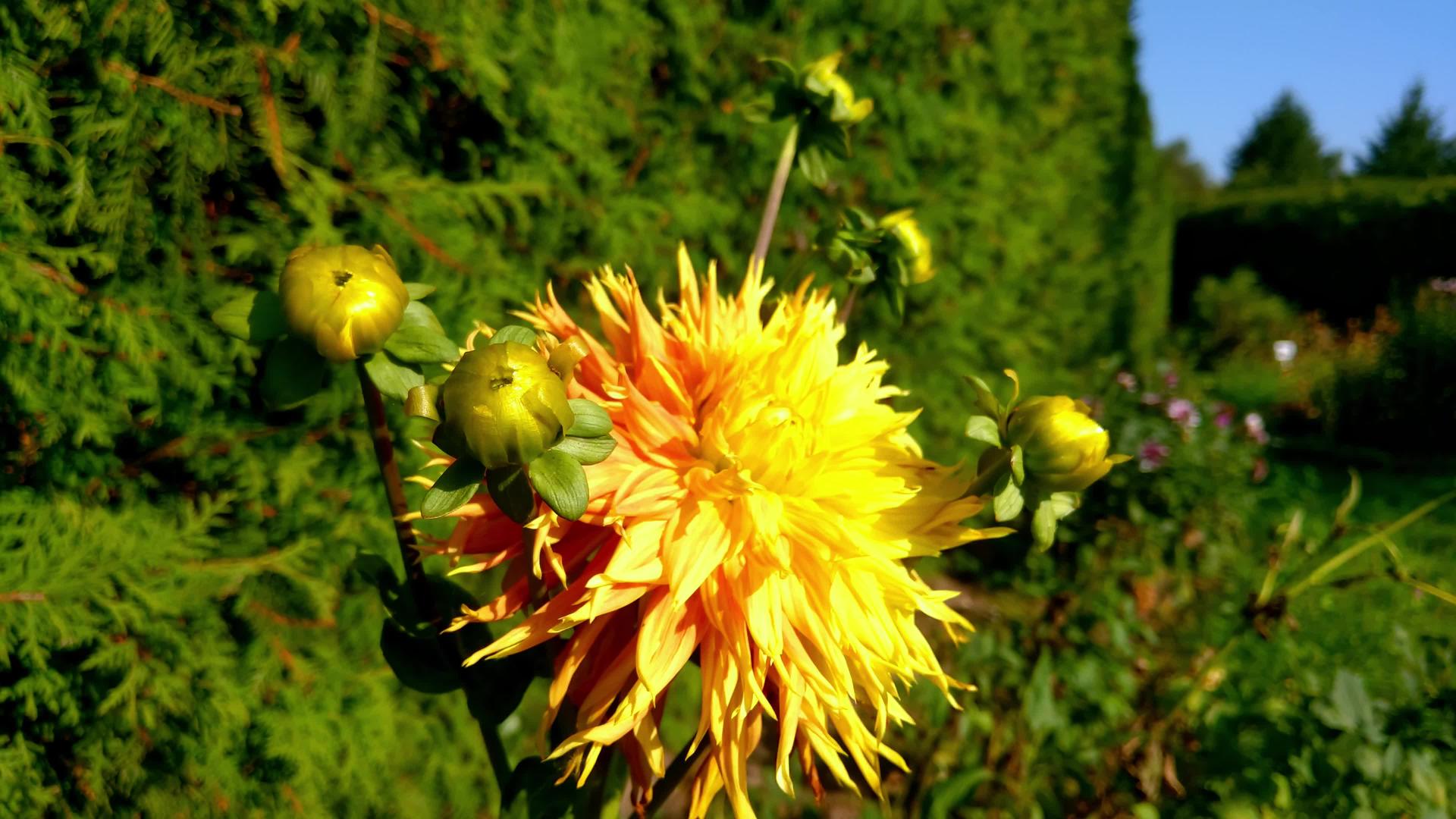 在花园的风中有一朵巨大的黄色大花视频的预览图