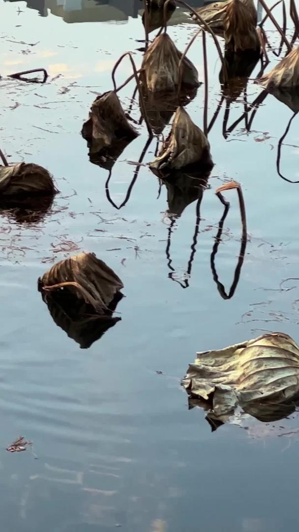 冬季荷花池塘里的鸭子素材视频的预览图