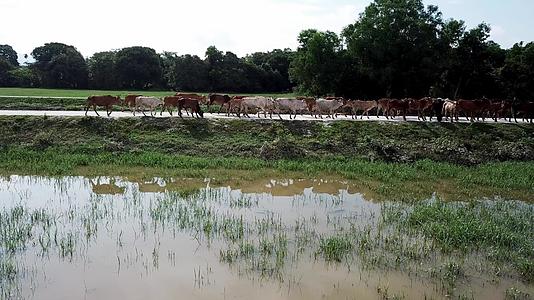 跟着一群奶牛走在农村路边的乡村路上视频的预览图