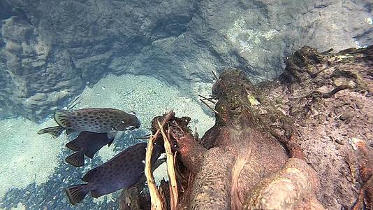 海鱼吃树根上的食物水流过树木的底部是深沙地板视频的预览图