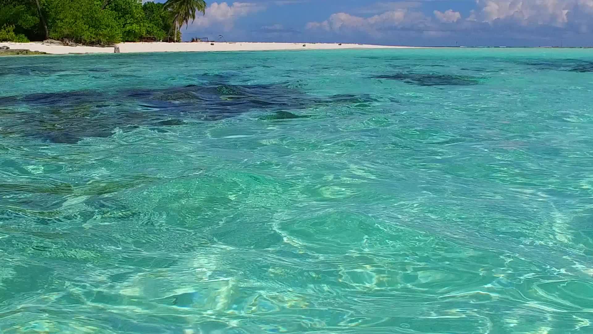 近海平岸的野生生物靠近暗礁和清洁沙土的背景视频的预览图