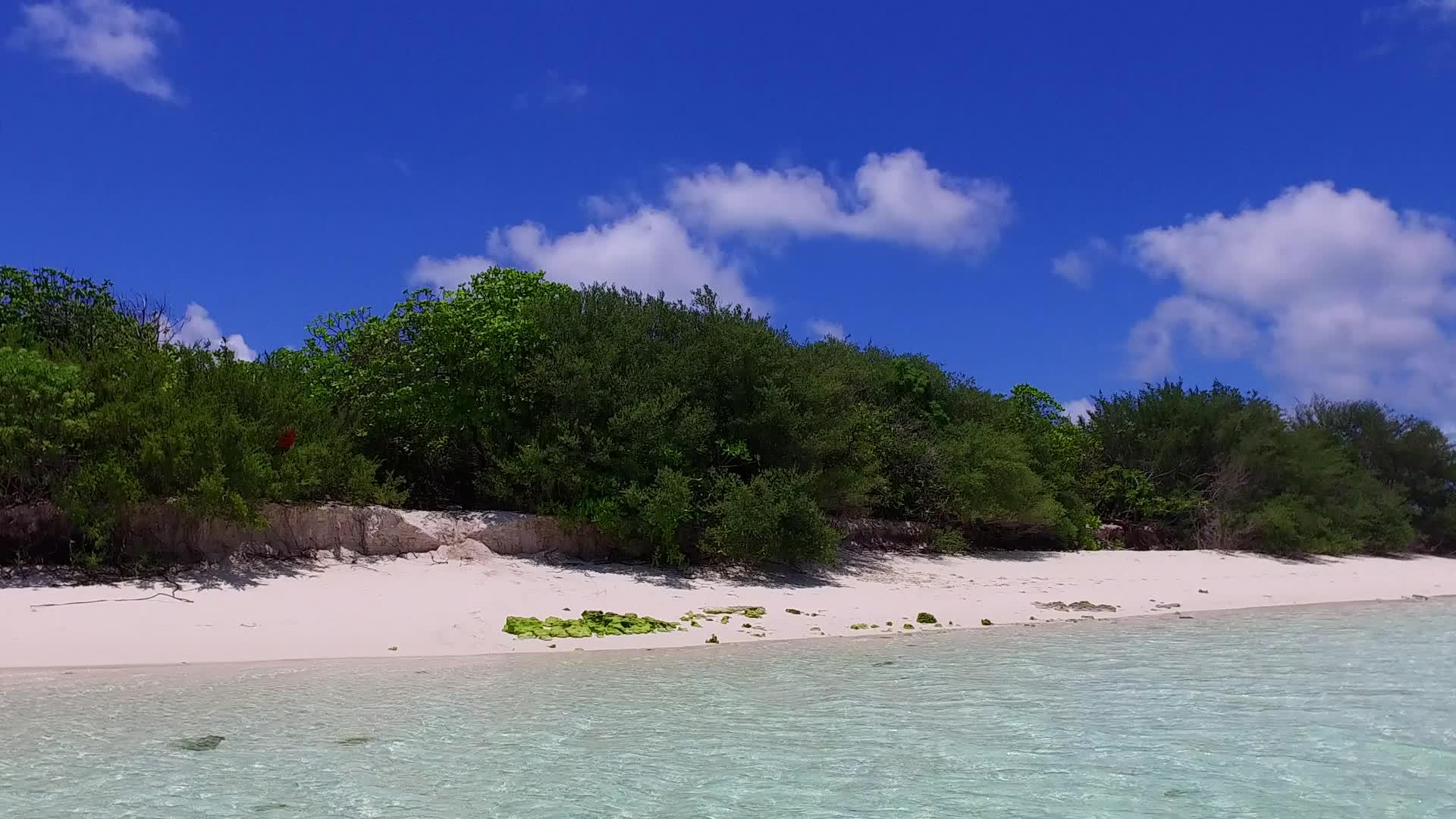 蓝色的海洋和棕榈树附近的白色沙滩背景视频的预览图