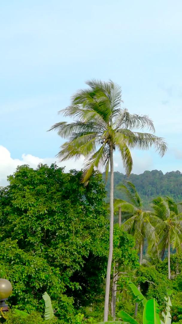 延时集合热带岛山林椰林视频的预览图