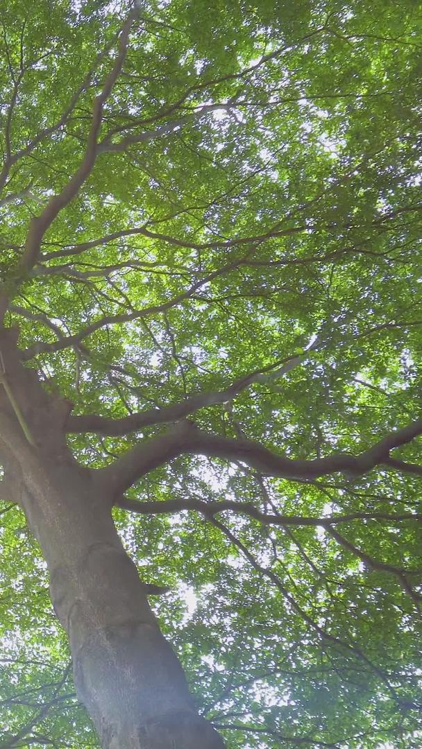 阳光树影树底空镜视频的预览图