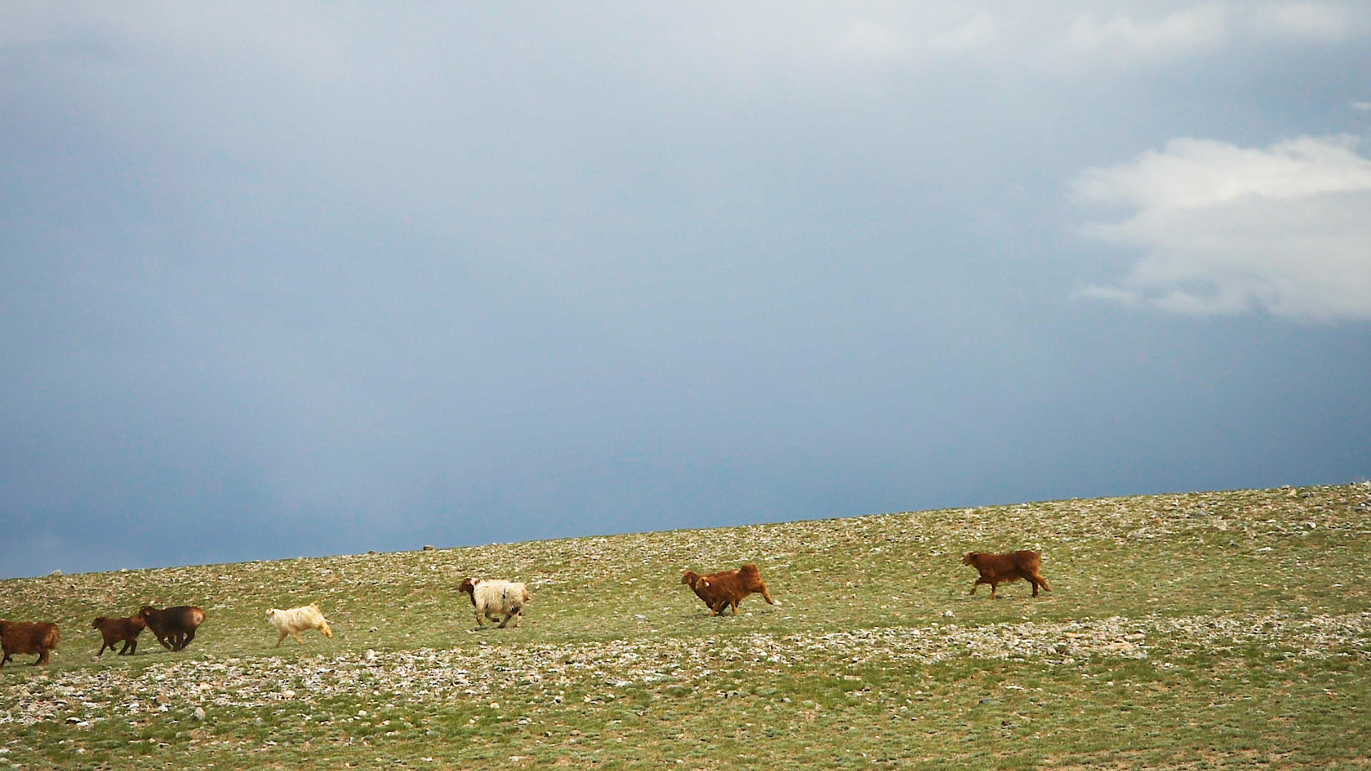 新疆牧业牧区牲畜羊群视频的预览图