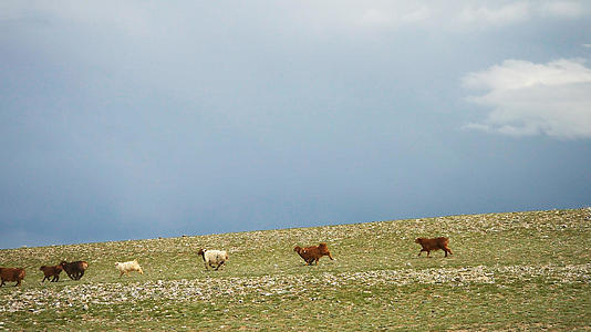 新疆牧业牧区牲畜羊群视频的预览图