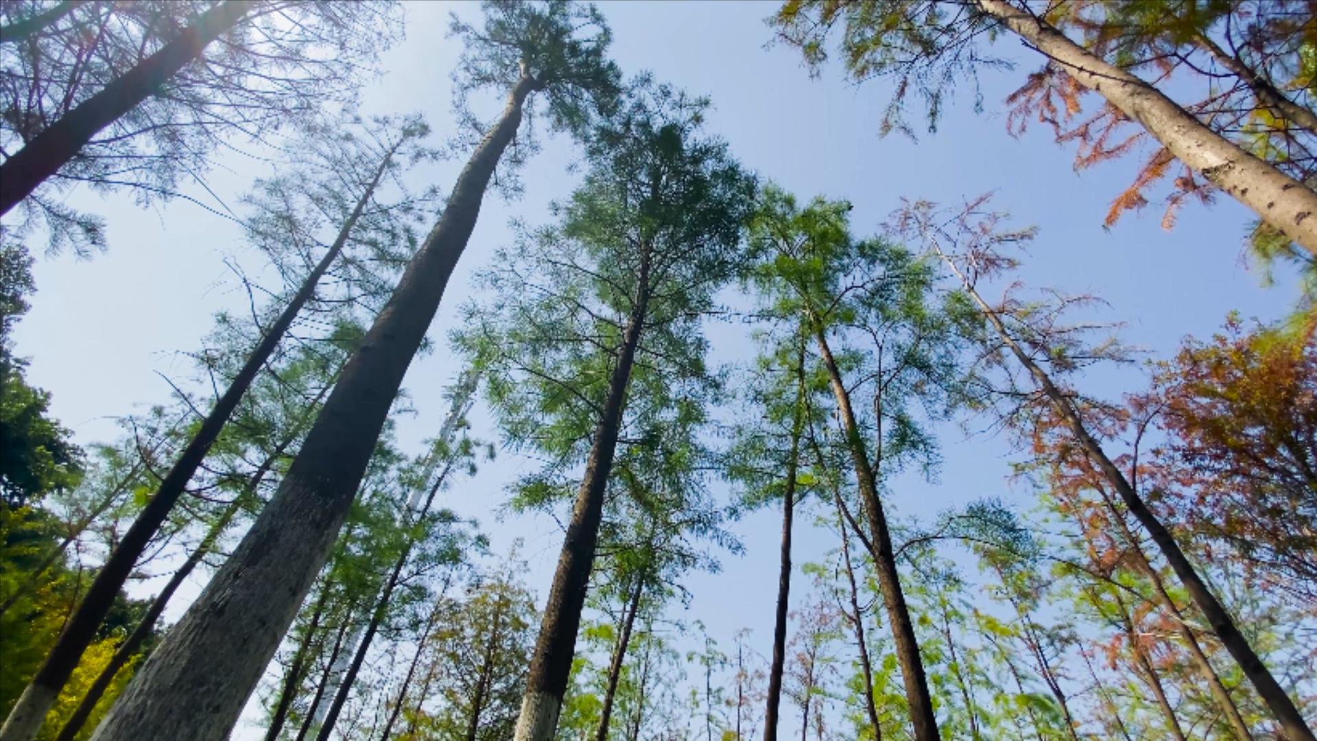 4K实拍杉树林自然风景视频的预览图