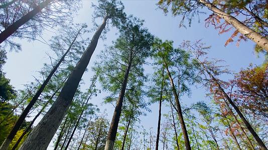 4K实拍杉树林自然风景视频的预览图