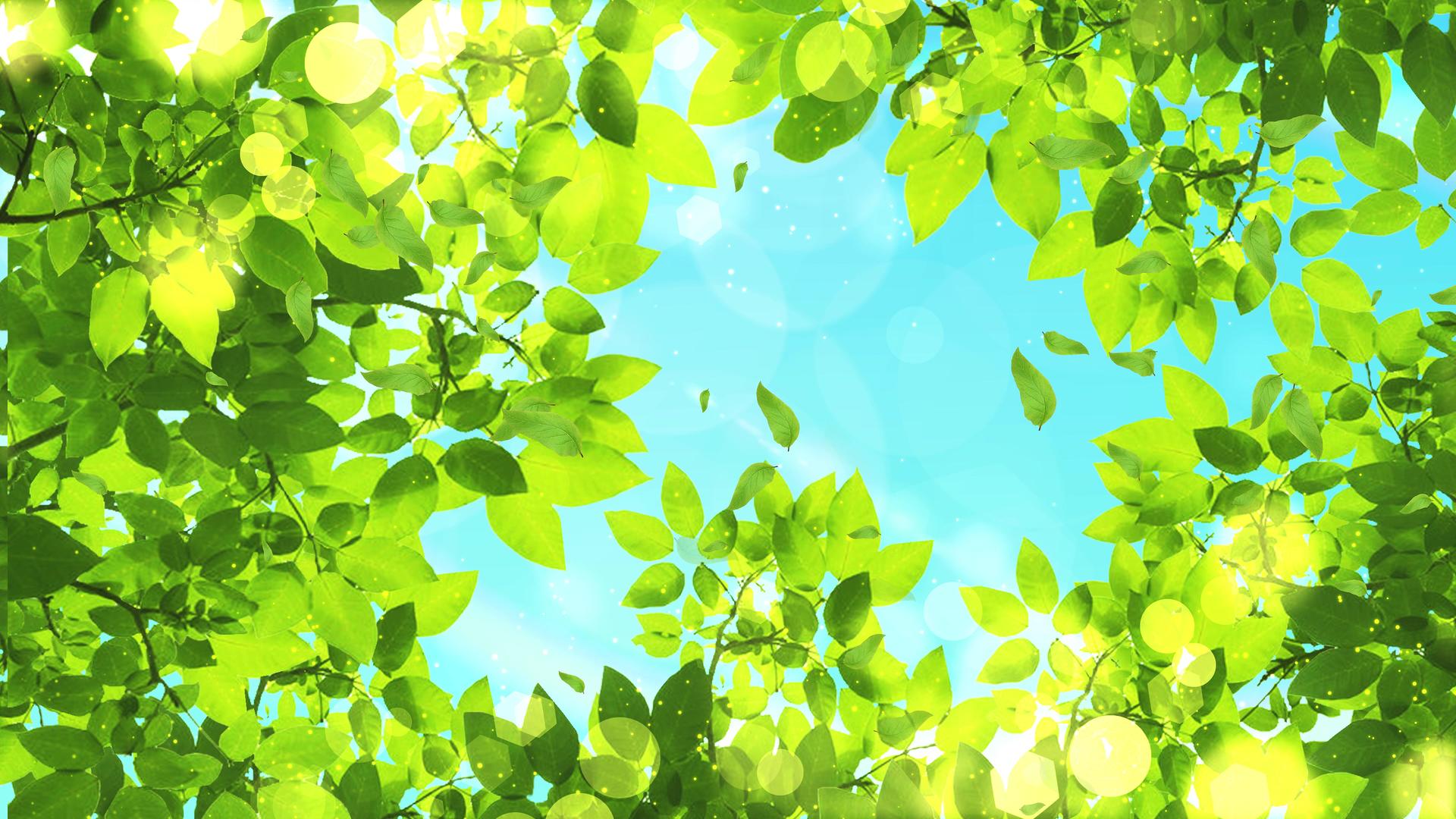 春日阳光树叶飘落背景视频4K视频的预览图