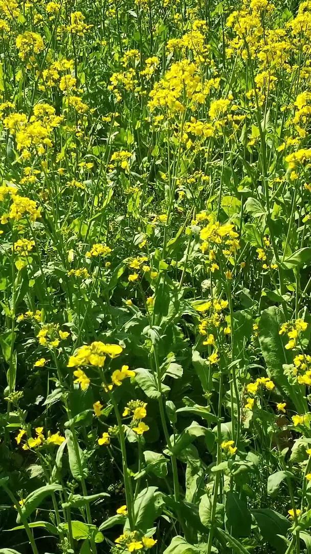 春季油菜花盛开视频的预览图