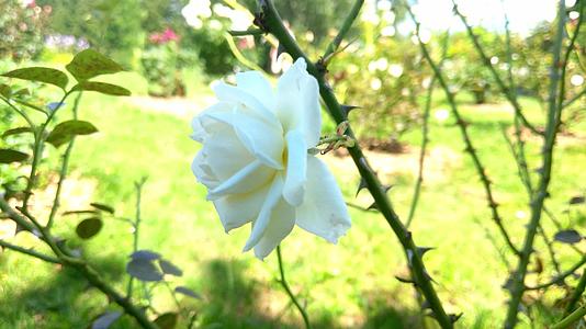 美丽的白玫瑰在阳光明媚的白天花园里视频的预览图