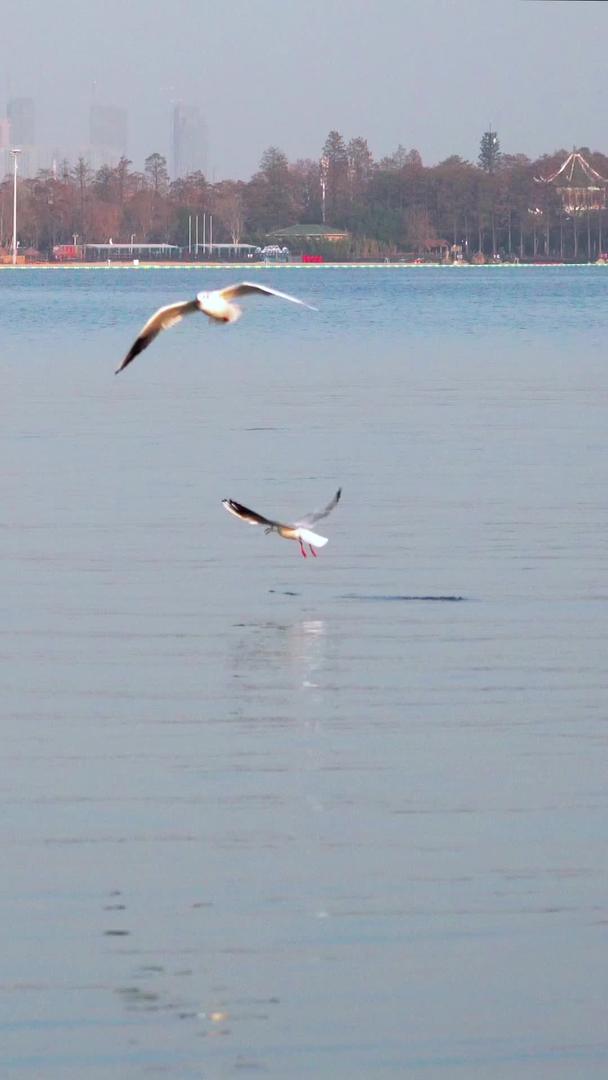冬天候鸟湖欢快地玩耍和觅食红嘴鸥视频素材视频的预览图