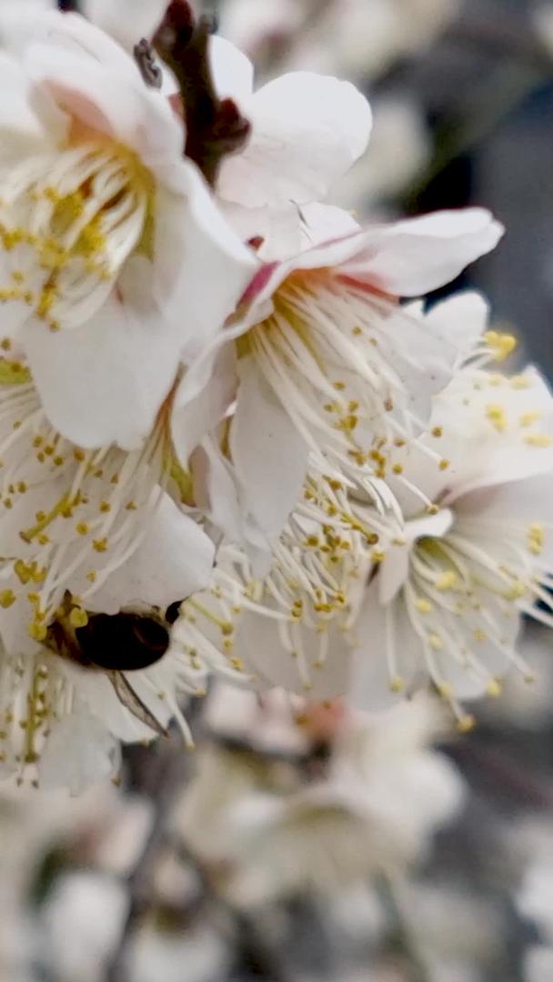 盛开的梅花争奇斗艳勤劳的蜜蜂聚集在一起视频的预览图