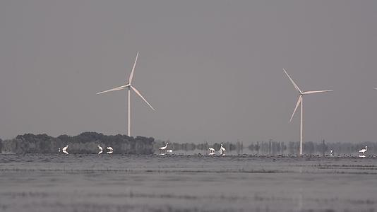 在风力发电的背景下湖上鸟类的生长状况视频的预览图