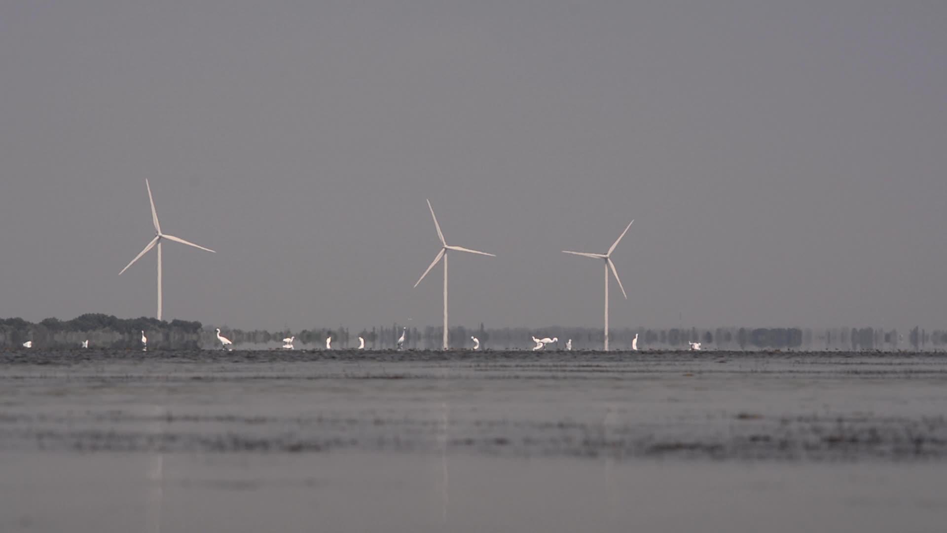 在风力发电的背景下湖上鸟类的生长状况视频的预览图