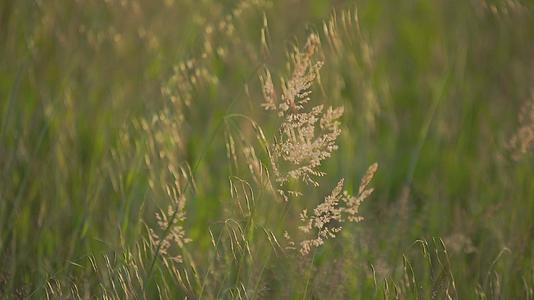 夏季草原上的草2视频的预览图