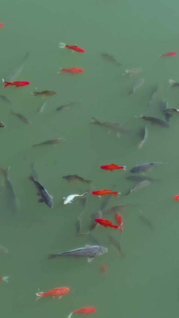 在碧波池塘里快乐游泳的鱼群视频的预览图