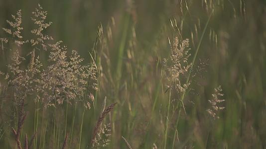 夏季草原草原3视频的预览图