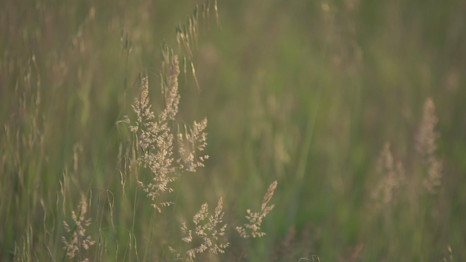 夏天草原上的草地视频的预览图