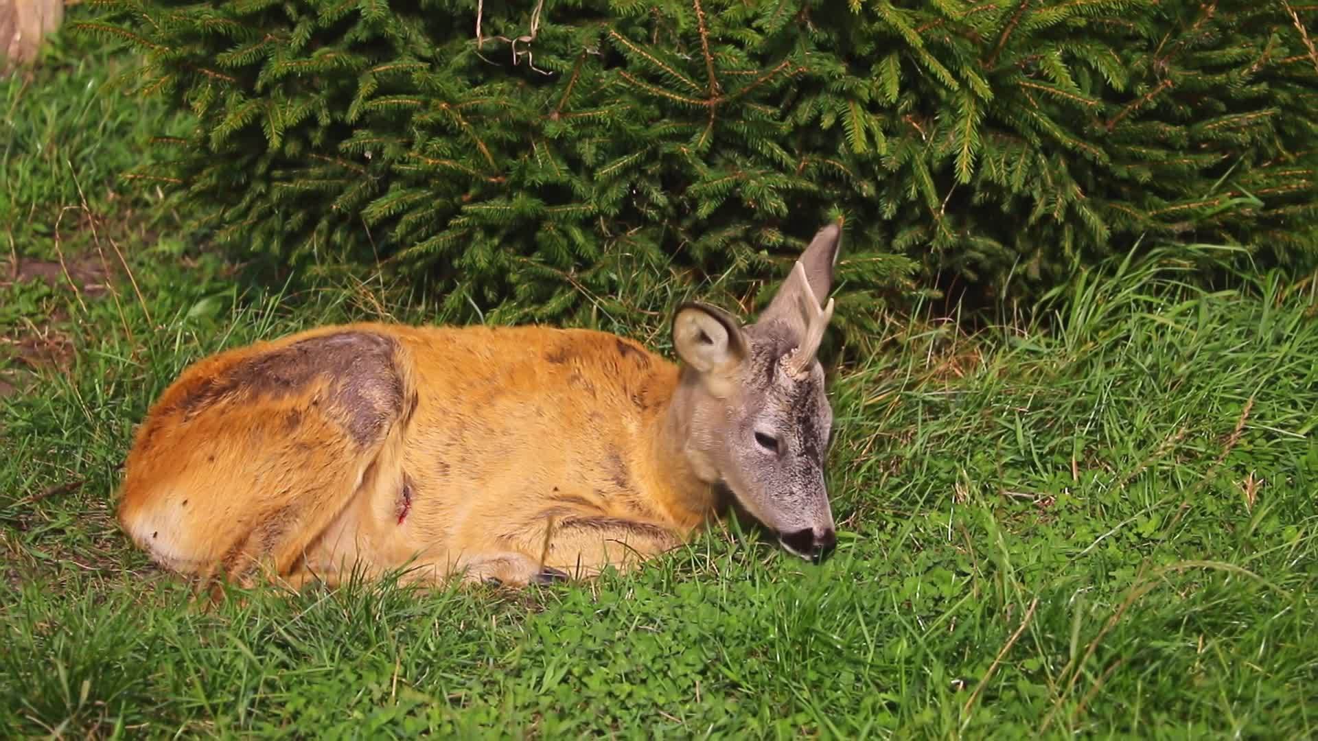 一只年轻的鹿躺在绿草上视频的预览图