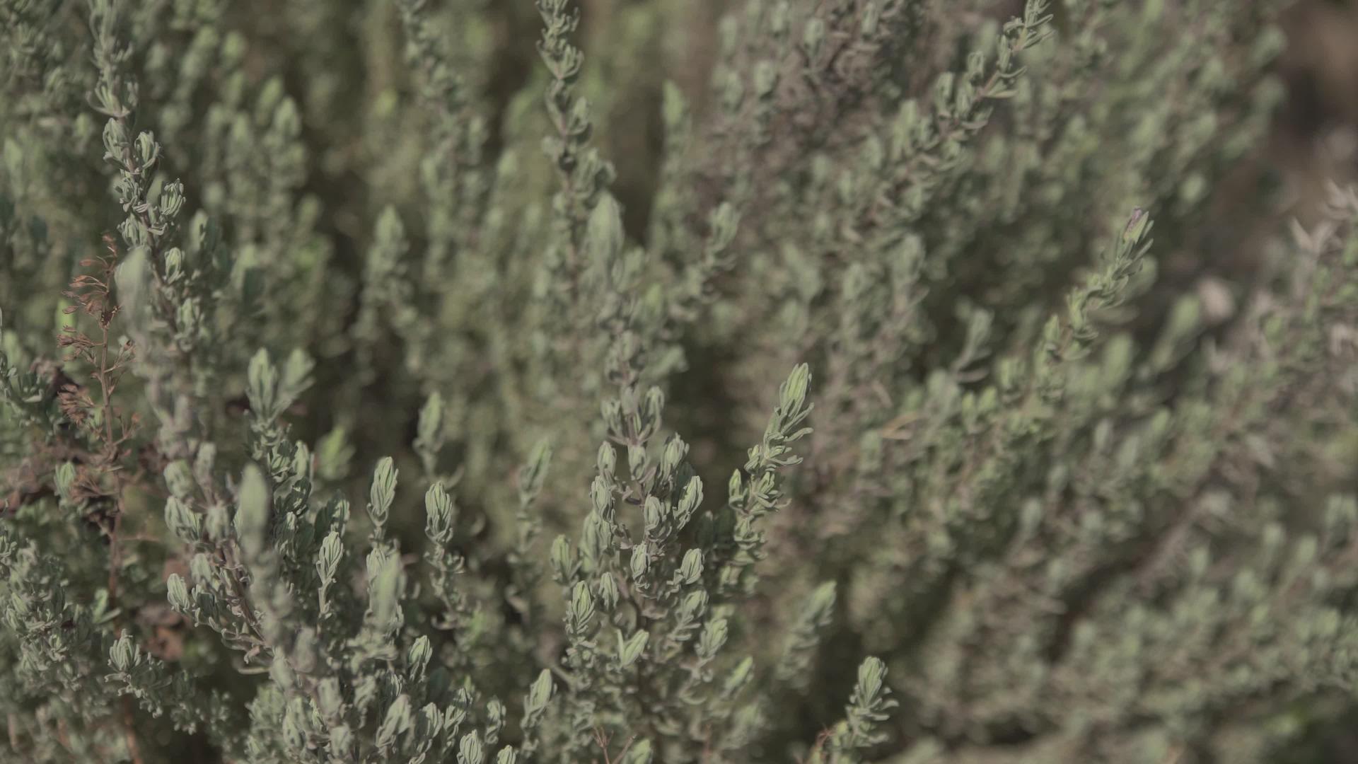 熔化植物细节2视频的预览图