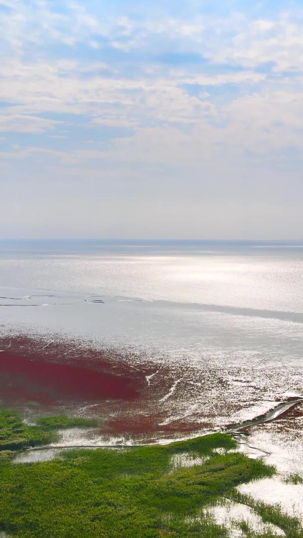 航拍红海滩芦苇海交界处的红绿色与自然碰撞视频的预览图