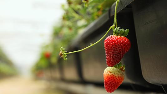 草莓培养基地的草莓特写视频的预览图