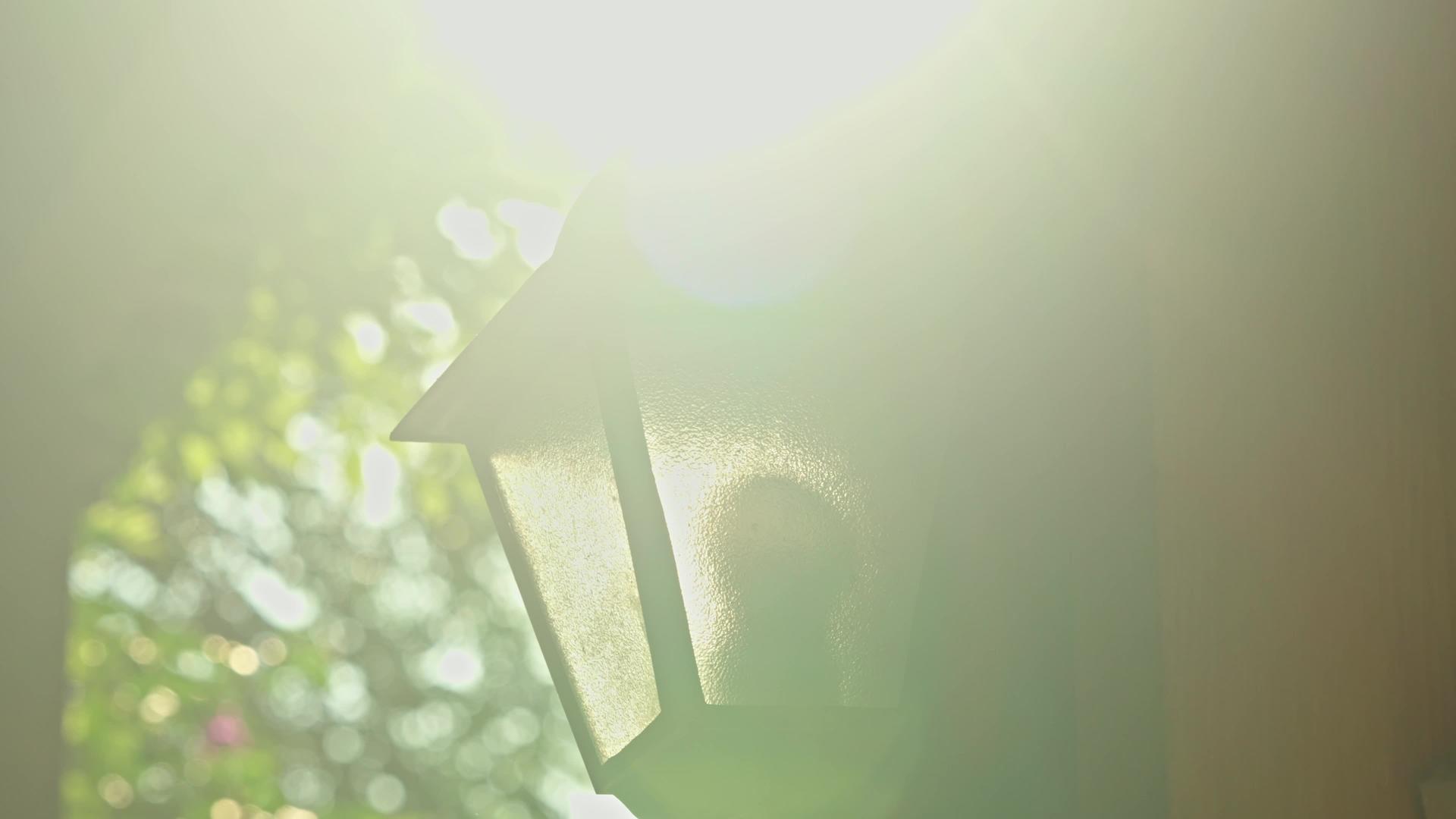 初夏阳光下4k绿植叶空镜头视频的预览图