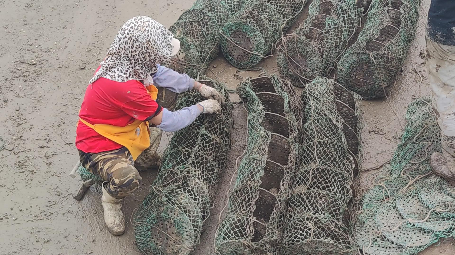 渔民整理海鲜养殖视频的预览图