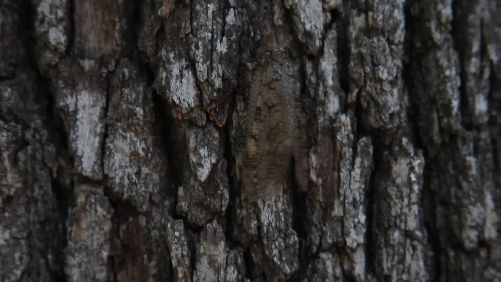 多布森爬树视频的预览图