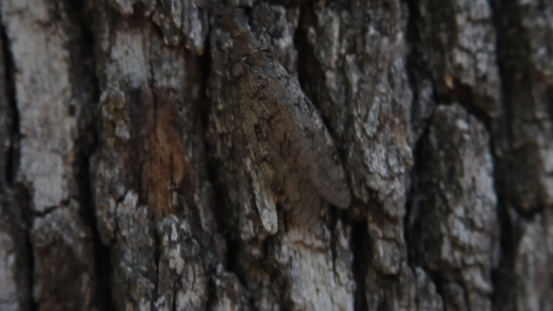 多布森爬树视频的预览图