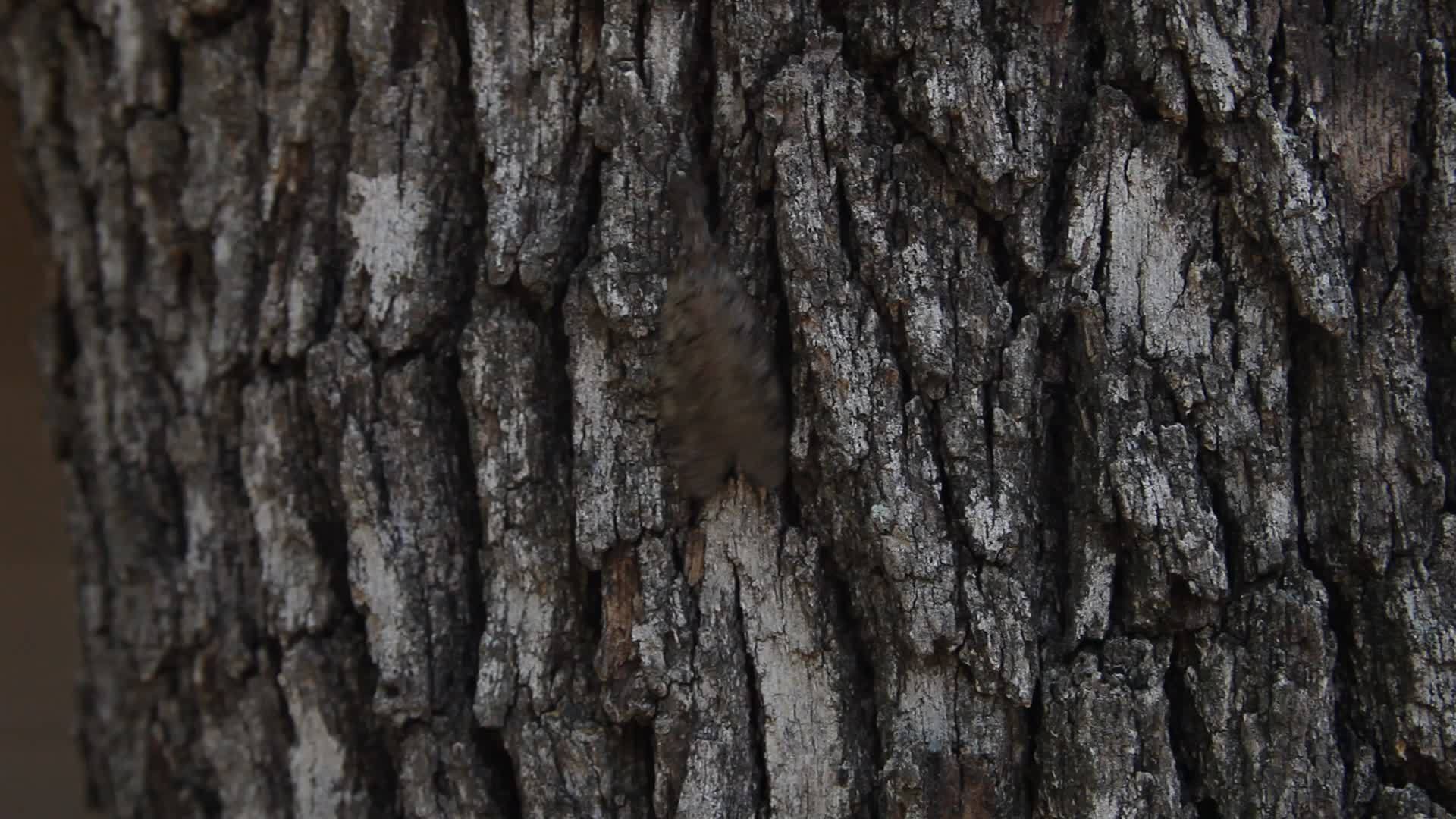 爬树的多布森蝇视频的预览图