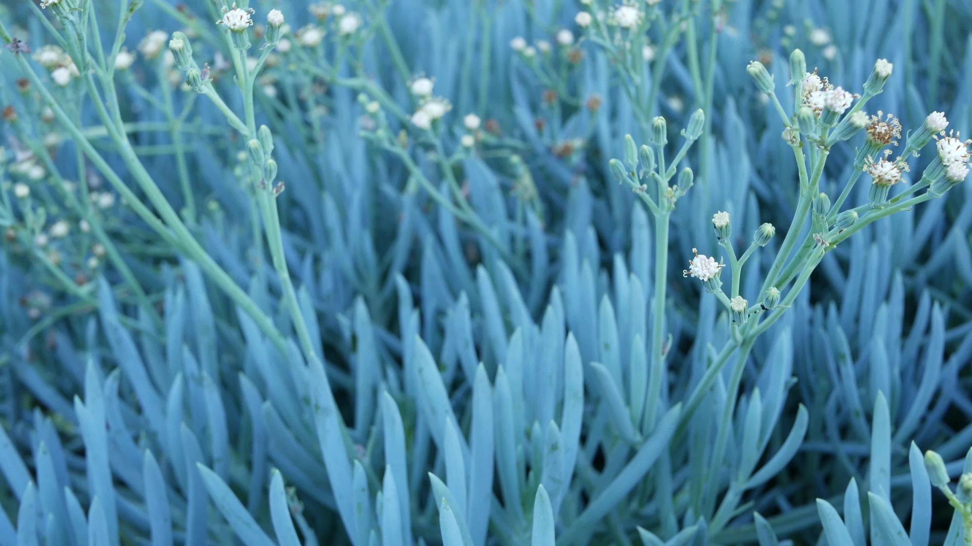 冰植物多汁园艺家庭花园设计在加州视频的预览图
