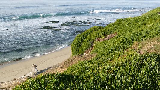 太平洋海岸陡峭悬崖上的绿色植物视频的预览图