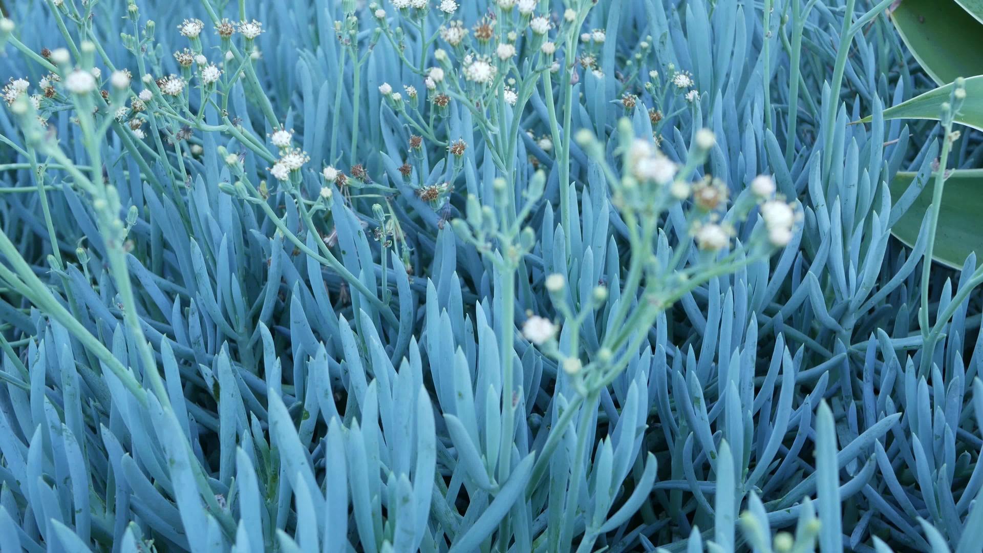冰植物多汁园艺家庭花园设计在加州视频的预览图