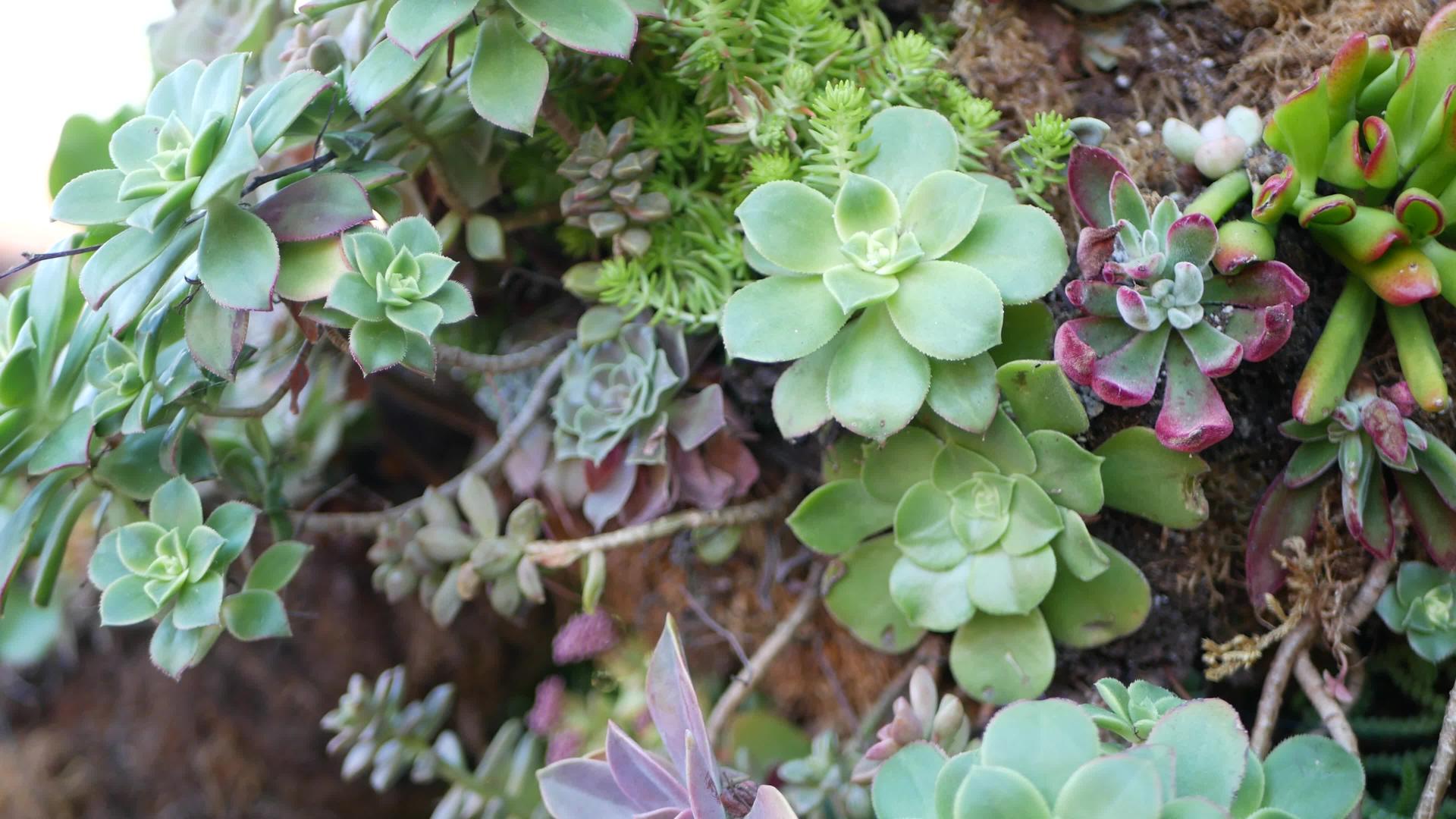 加利福尼亚州的肉质植物收藏园艺家庭花园设计视频的预览图