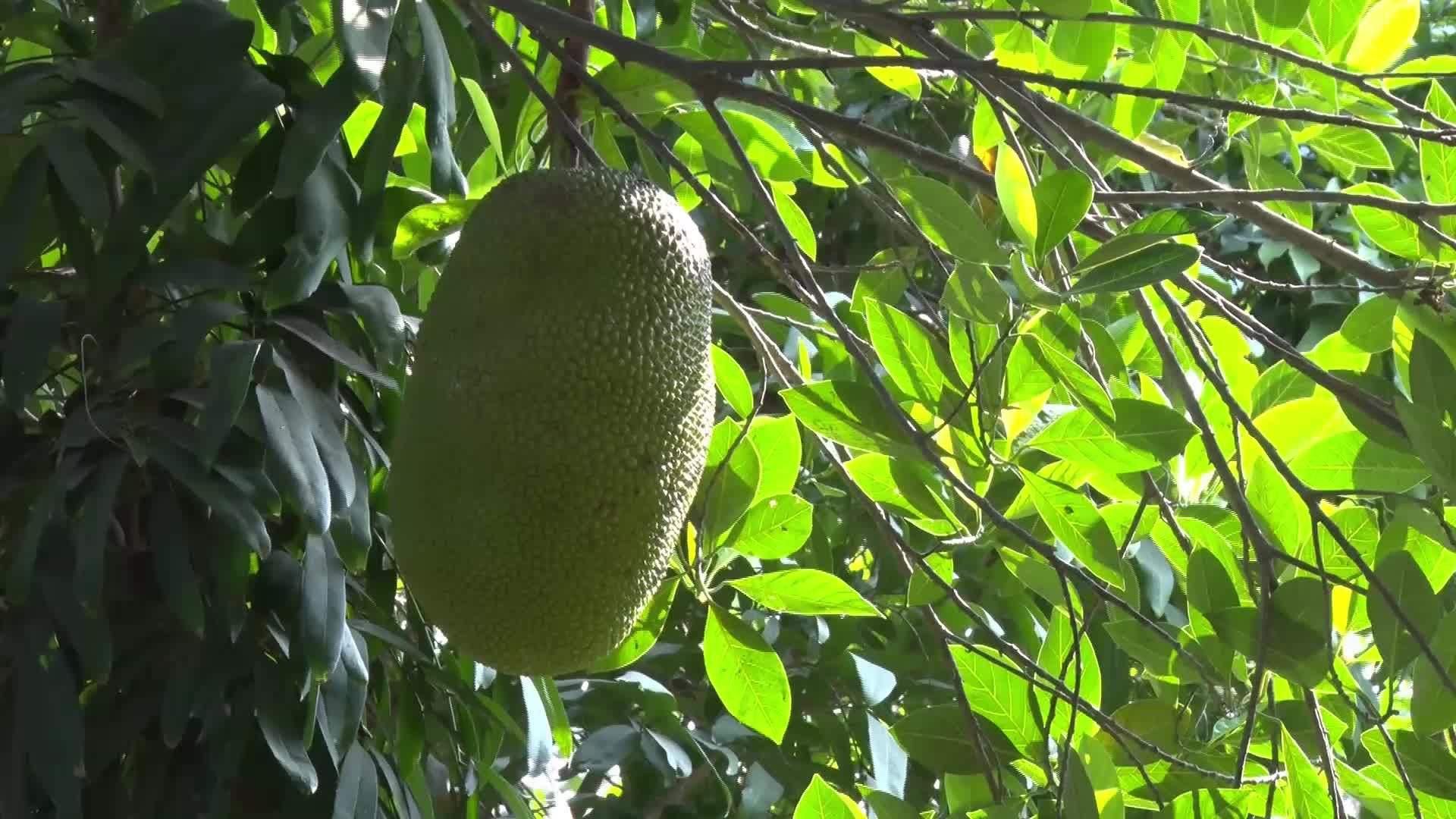 Jackfruit粗金刚石视频的预览图