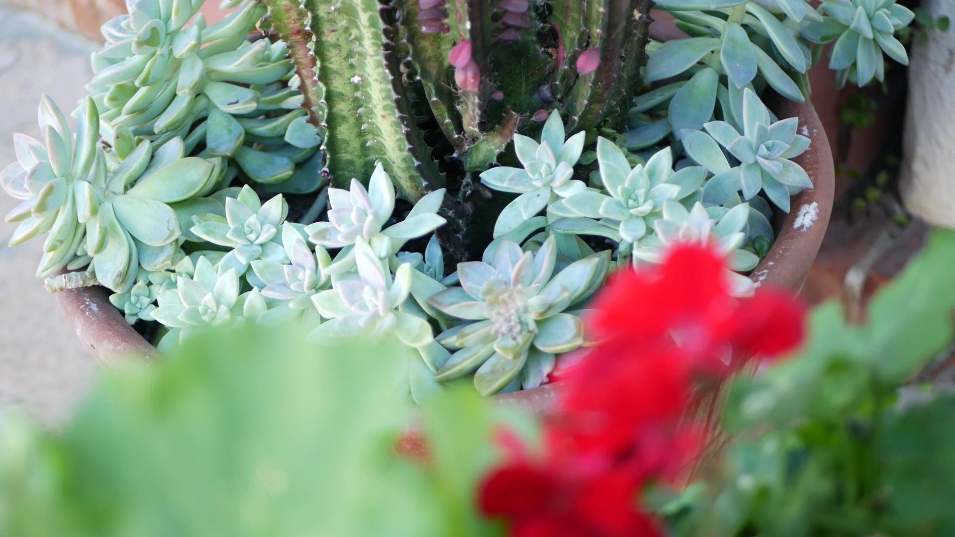 加利福尼亚州的肉质植物收藏园艺家庭花园设计视频的预览图