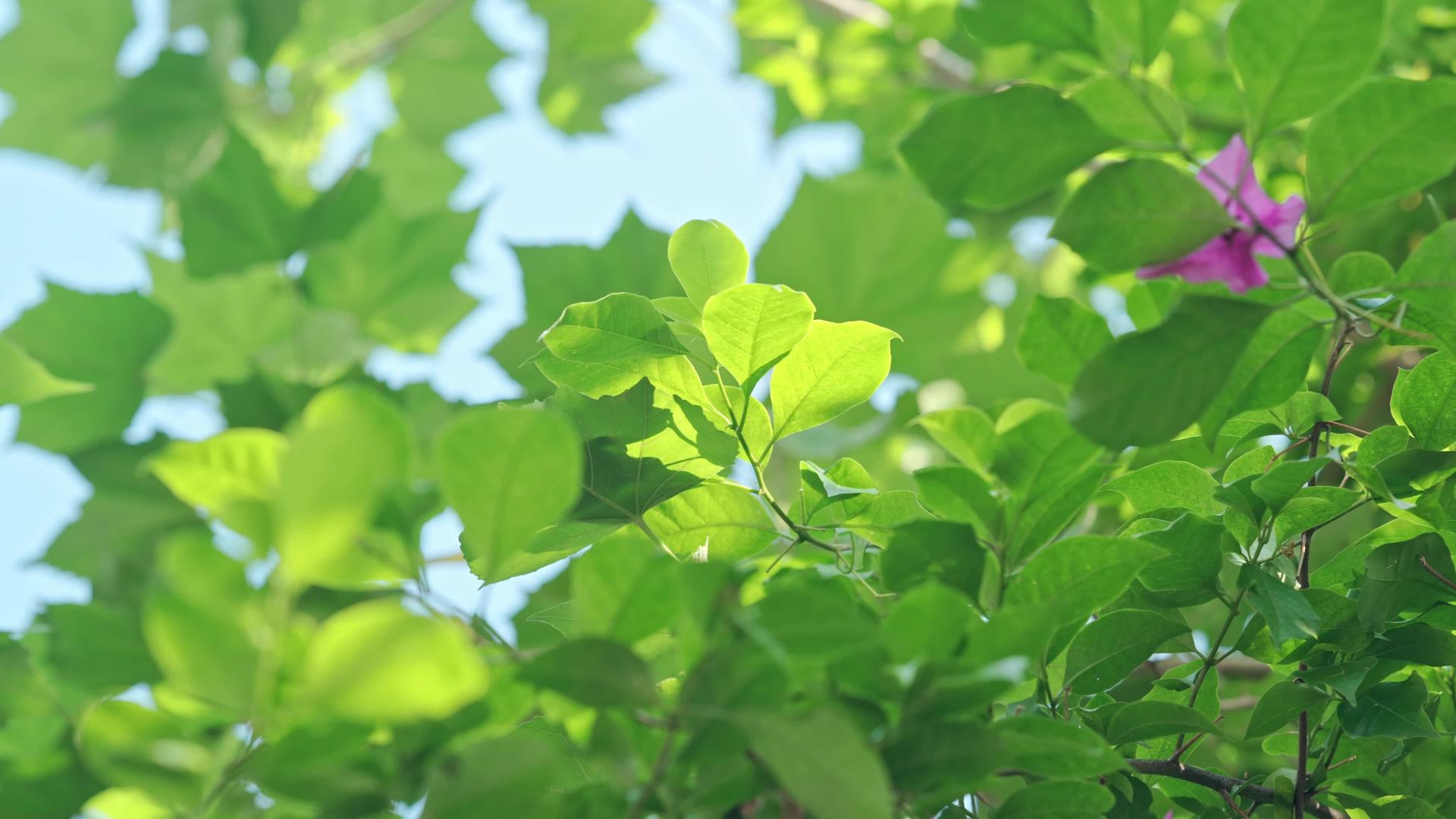 初夏阳光下4k绿植叶空镜头视频的预览图